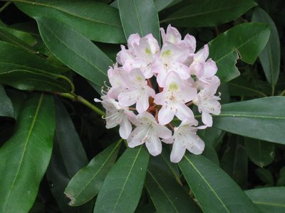 White rhodo across from the pink