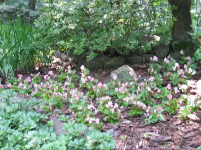 Pink begonias under the red maple