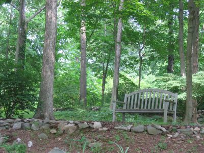 Our spot in the woods to survey all that blooms