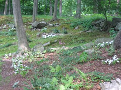 Combo view of the moss garden and the view from the deck