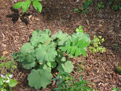 First year that the Lady Mantle has bloomed ... lime green color