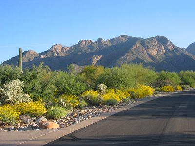 The brittle bush (low yellow shrub) was spectacular this...