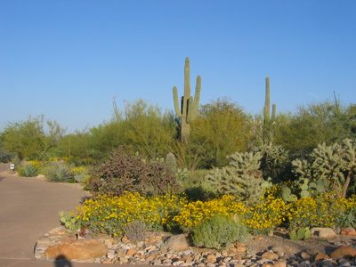 Our very own saguaro standing guard along the north side...