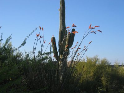 A neighbor's saguaro - we think - and the tip of his...