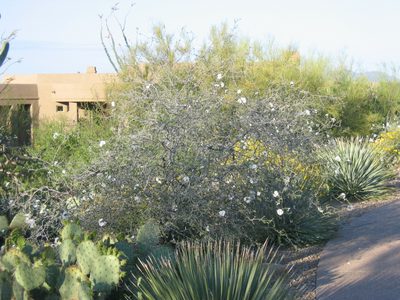 Bit of a scraggly grower, known as Apache Plume.  As...