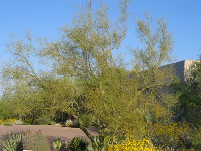 Another Palo Verde on the north side of our driveway...