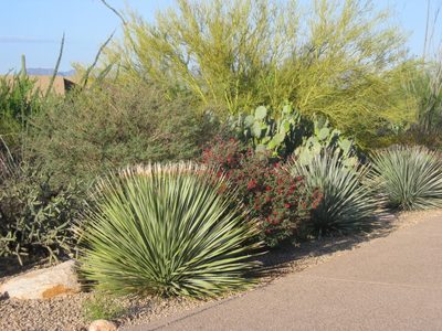 South side of the drive again with several Desert Spoon...
