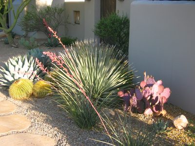 L to R:  Blue agave, barrel cactus, desert spoon, purple...