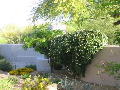 Tombstone rose.  All of this plant emanates from a very...