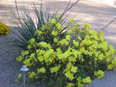 I believe this is Yellow Evening Primrose ....very very...