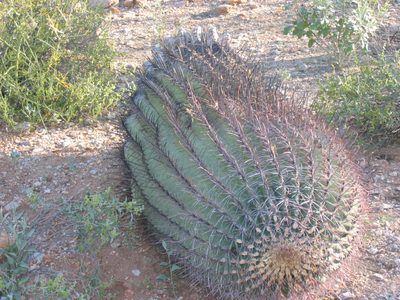 A saguaro "over the wall" (and maybe over the hill). ...