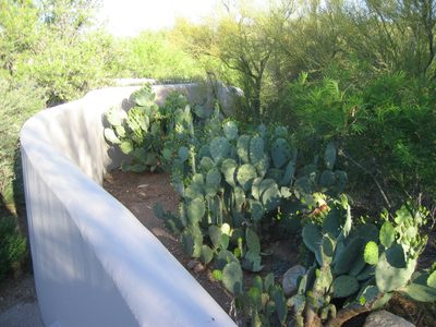 Behind the wall of the patio are many prickly pears. ...