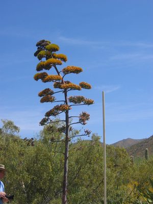 A more typical agave.  They start with an "asparagus"...