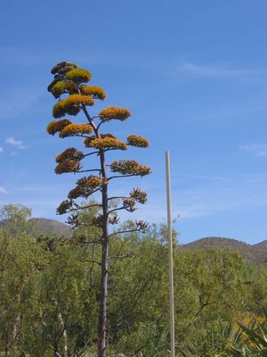Same guy as above.  The pole has daily growth markers on it.