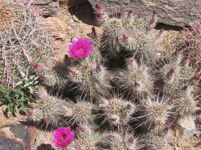 Hedge hog cactus.  Glorious color.
