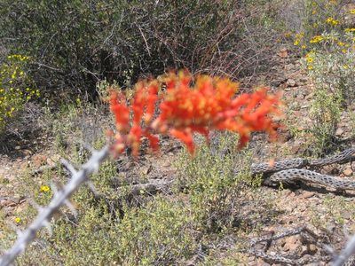 Attempt at a close up of an ocotillo bloom.  Out of focus.
