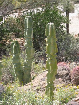 Totem pole cacti.  Want one for QC yard.