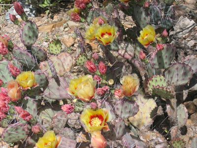 Prickly pear in bloom.