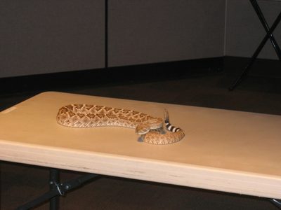 Mr Rattler showing off for the troops.  Part of the Wild...