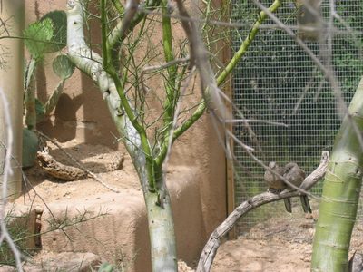 A pair of love birds in the aviary.