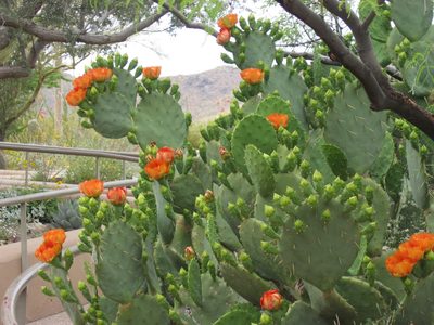 A prickly pear in bloom ... with more to come.  Each...