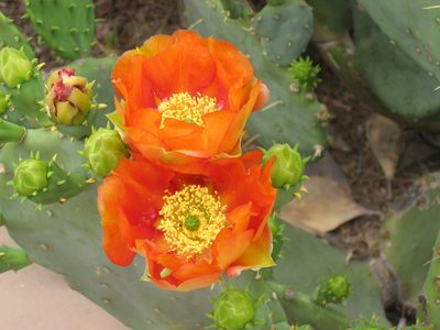 .... but they are certainly gorgeous when in bloom.