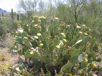 Prickly pear in bloom.  Flower colors range through all...