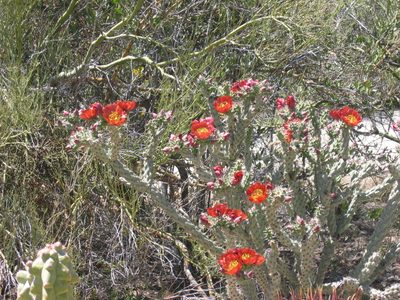 Staghorn cholla (or perhaps Jumping Cholla) with a bunch...