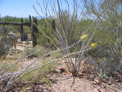 Very unusual ... an ocotillo with yellow blooms rather...