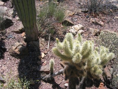 A teddy bear cholla with the beginning of a bloom in the...