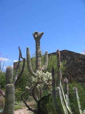 A crested saguaro (in the background - no arms. ...