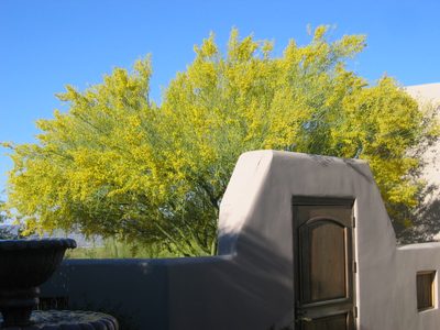 Early May just as the Palo Verde outside the courtyard...