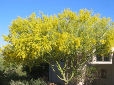 A fuller view of the palo verde .... it got even more...