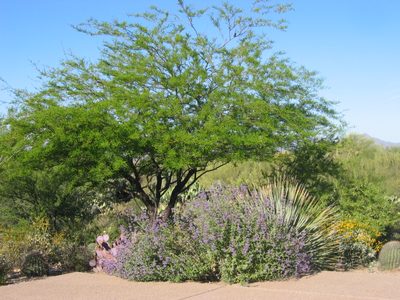An unknown tree along the south side of the driveway. ...