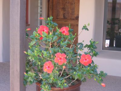 We worked mightily to rid these hibiscus of aphids, and...