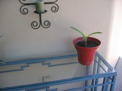 Go amaryllis, Go.