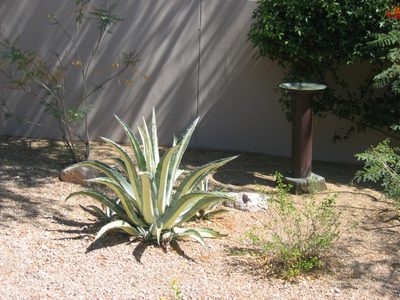 A better shot of the variegated agave in the back yard,...