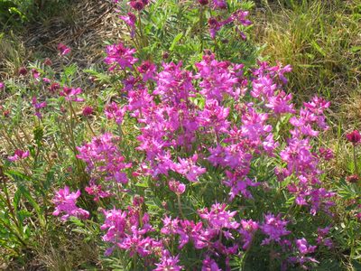 Pretty contrast with the lupine, don't know its name.