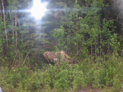 Our moose in Denali, as seen from the bus window.