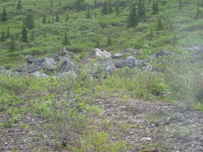 If you look really closely, there is a ptarmigan sitting...