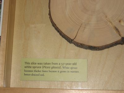 Judy and I had a 'debate' over white spruce vs black...