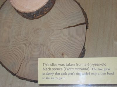 ... while the black spruce generally grow over...