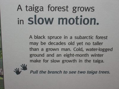 Lesson in black spruce grown.  Taiga is a Russian word,...