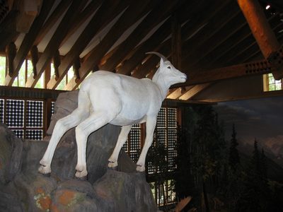 Closed we came to seeing a Dall sheep.  The visitor's...