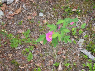Alaska Rose.