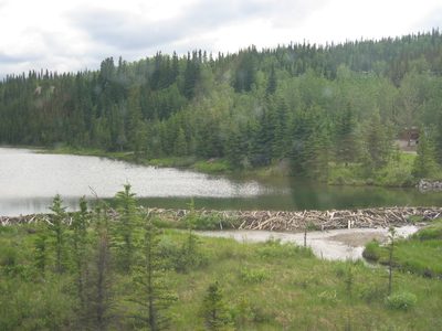One of many elaborate beaver dams that we saw along the way.