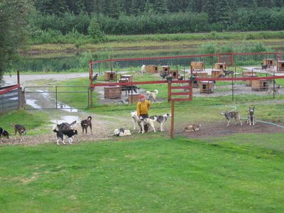 The trainers are putting 10 or 12 dogs into harness.
