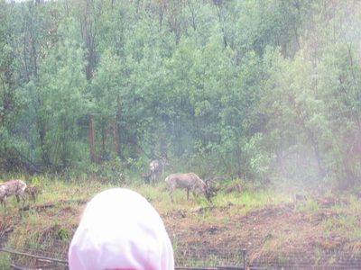 A few more.  We really did not see much wild life.  A...