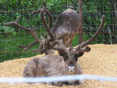 More reindeer.  A lot of "velvet" on their horns which...