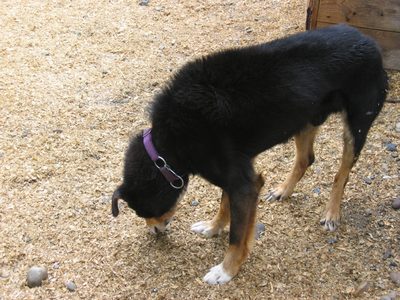 There was a huskie training camp near by.  These dogs...